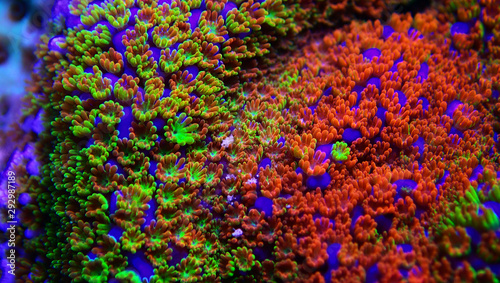 Montipora Rainbow macro polyps - rare and very beautiful sps coral.