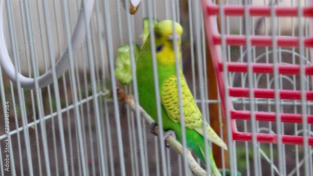 The parrot in the cage looks around and begins to clean the feathers. The parrot in the cage looks around and begins to clean the feathers.