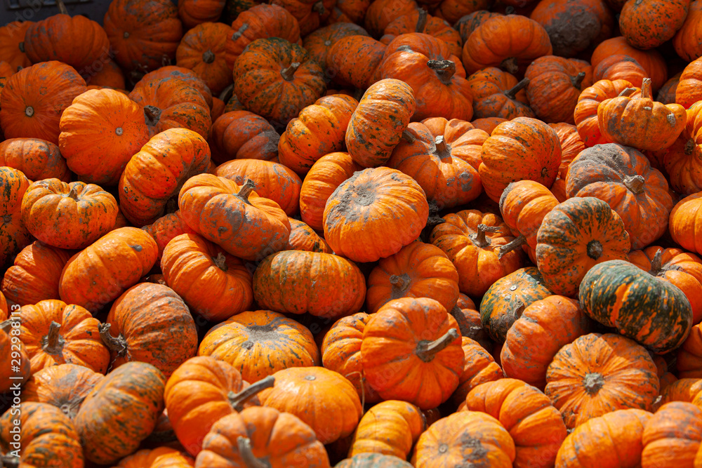 pumpkin fall harvest pumpkin fall harvest