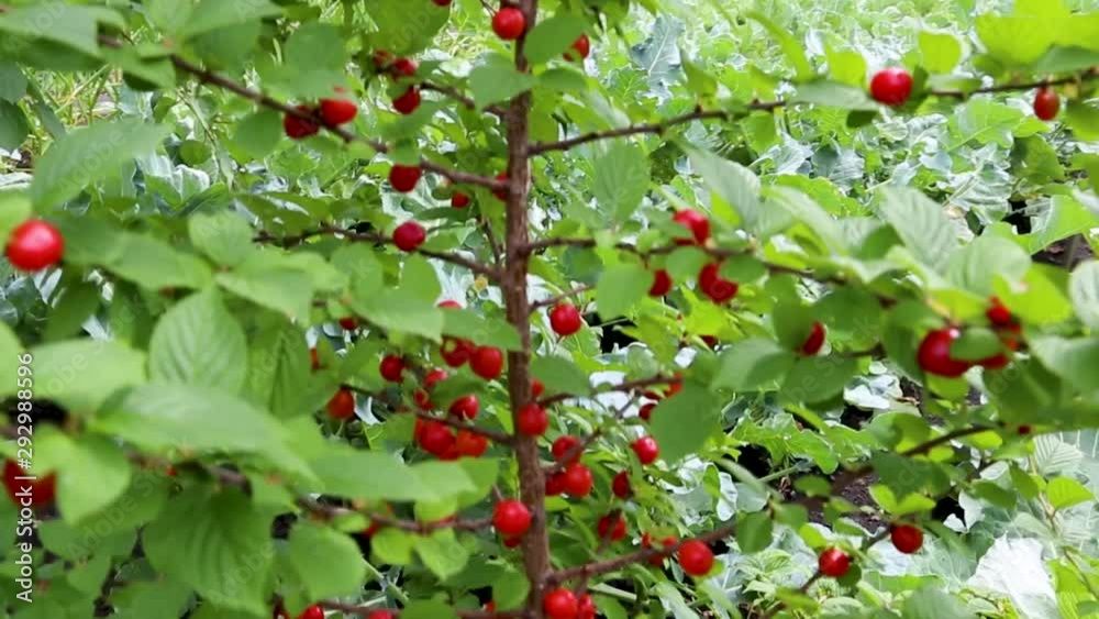 Felted cherry on the branch in the green garden background Felted cherry on the branch in the green garden background
