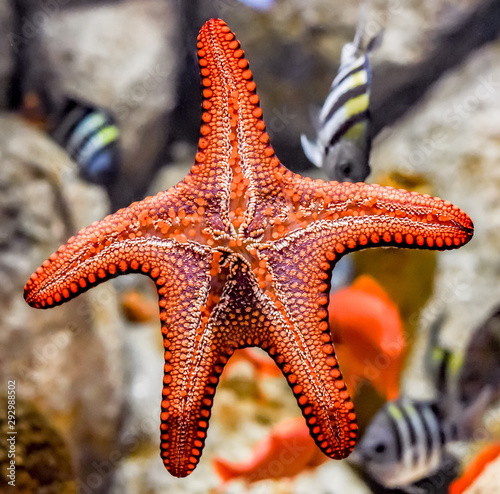 Photography Close up of the underside of a colorful orange sea star (starfish, star fish) in a marine coral reef tank aquarium, as it crawls across the glass