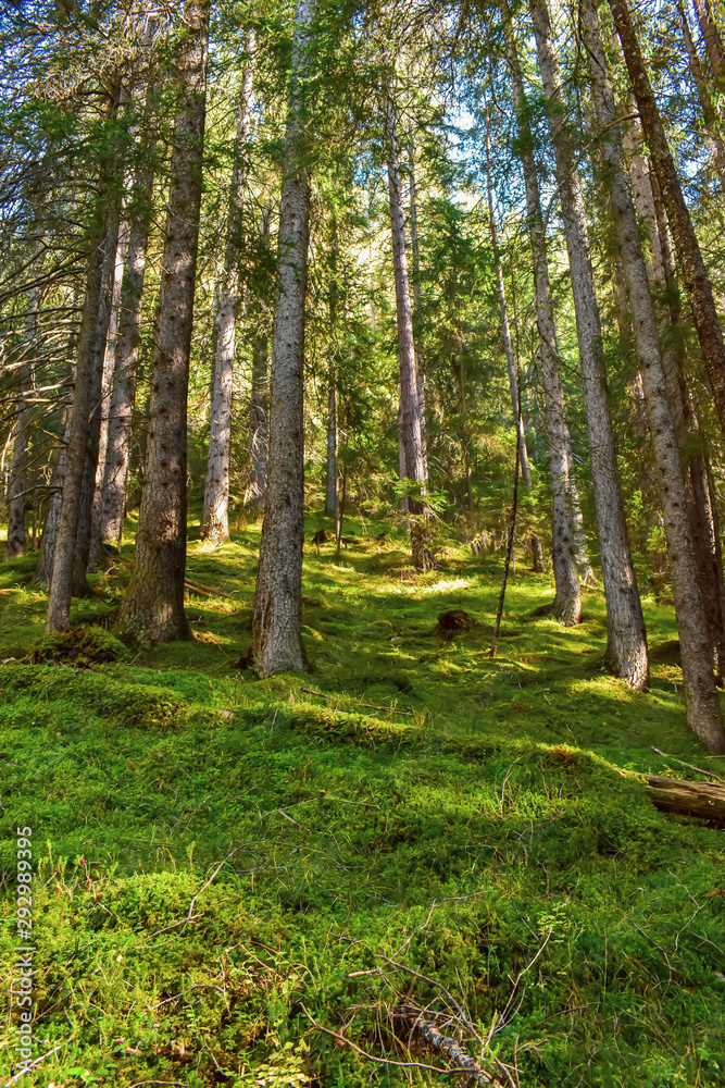 Obraz premium Autumn forest with tall pine trees.