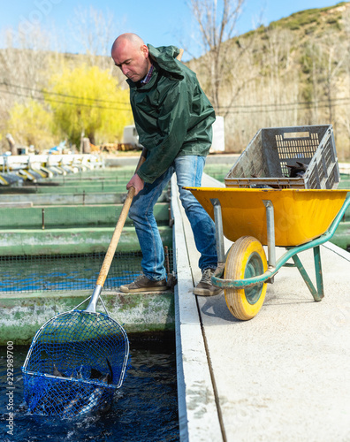 Farmer catching trout with landing net photo