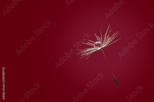Water drop on isolated dandelion seed. Macro dandelion seed with drop of water on red background. Copy space for text. Close up