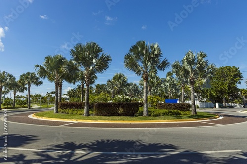 Beautiful view of landscape with round road decorated with green palm trees and plants.