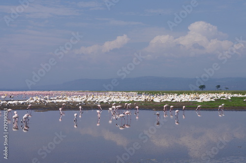 A Flock of Flamingo in Lake Nakuru photo