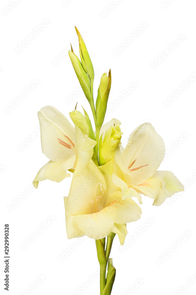 Cream coloured gladioli