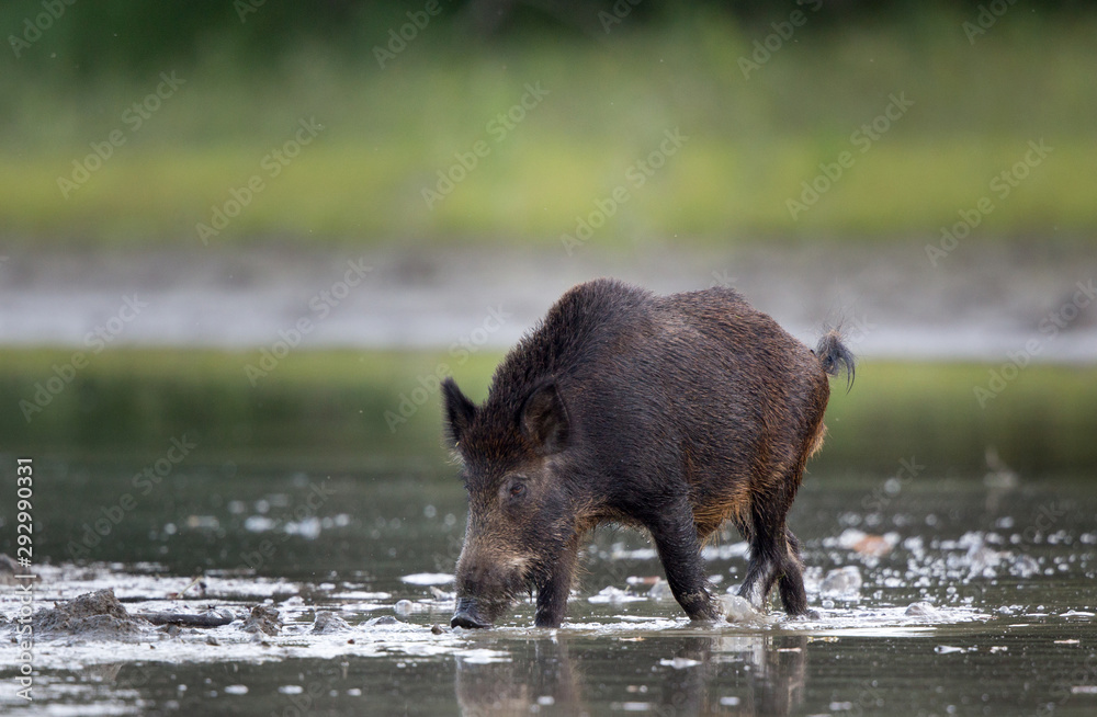 Wild boar in shallow water in forest Wild boar in shallow water in forest