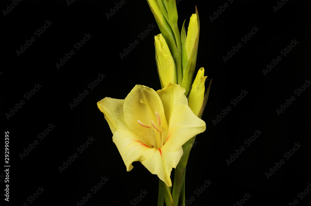 Yellow gladioli against black Yellow gladioli against black