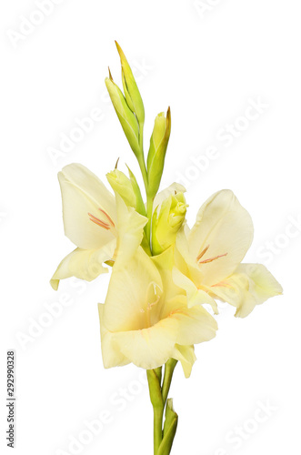 Cream coloured gladioli © Richard Griffin