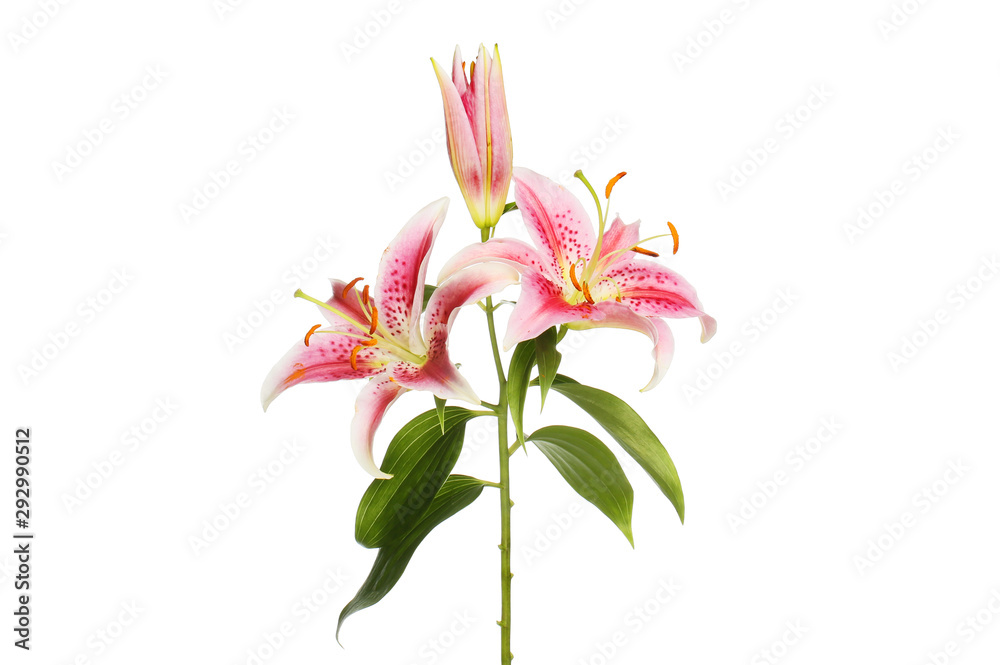 Lily flowers and foliage Lily flowers and foliage