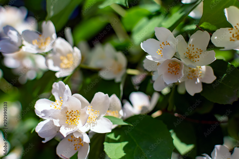Fototapeta premium Closeup of Sweet mock-orange (Philadelphus coronarius) flowers in mild evening summer sunlight. Nature background with English dogwood flowers. Soft dreamy image.