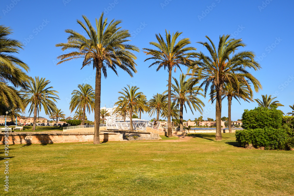 Palm trees growing in the city of Alcudia in Mallorca, Spain