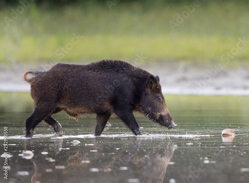 Wild boar in shallow water in forest