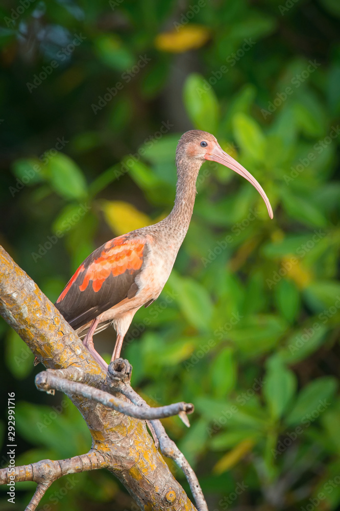 Naklejka premium Eudocimus ruber, Scarlet ibis The young bird is flying in nice natural environment..