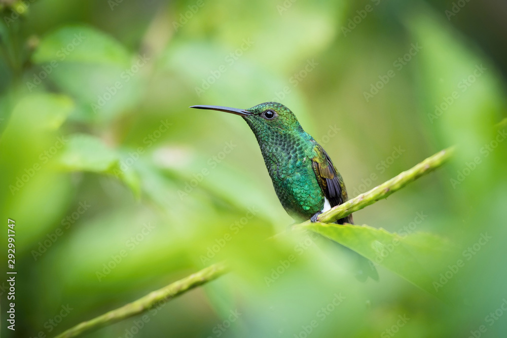 Fototapeta premium Amazilia tobaci, Copper-rumped hummingbird The Hummingbird is hovering and drinking the nectar from the beautiful flower in the rain forest. Nice colorful background...