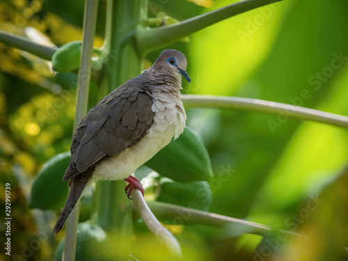 Leptotila verreauxi, White-tipped dove The bird is perched on the branch in nice wildlife natural environment of Trinidad and Tobago.. photo