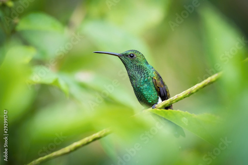 Amazilia tobaci, Copper-rumped hummingbird The Hummingbird is hovering and drinking the nectar from the beautiful flower in the rain forest. Nice colorful background...