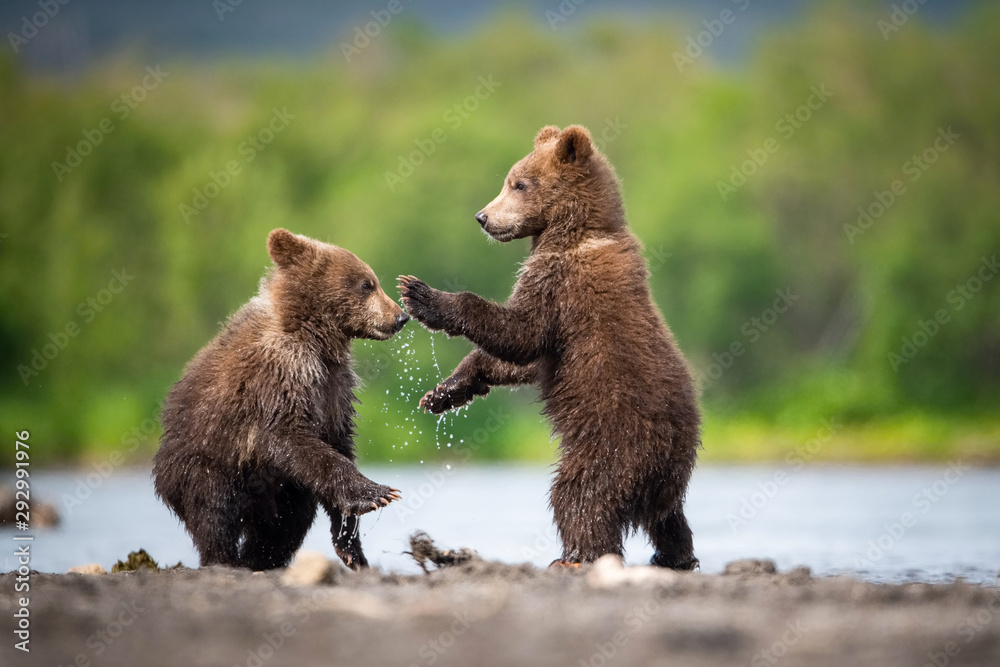 Obraz premium The&nbsp;young Kamchatka&nbsp;brown&nbsp;bear, Ursus arctos beringianus catches salmons at Kuril Lake in Kamchatka, running and playing in the water, action picture