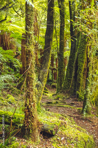 Whirinaki Forest Park  New Zealand 