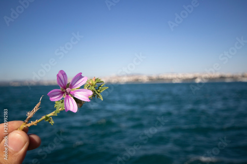 Close-up of one Malva pusilla flower. Sea and blurred background. photo