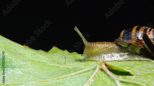 Helix pomatia, common names the Roman snail, Burgundy snail, edible snail or escargot. The snail slowly creeps on a leaf. Fauna of Ukraine. photo