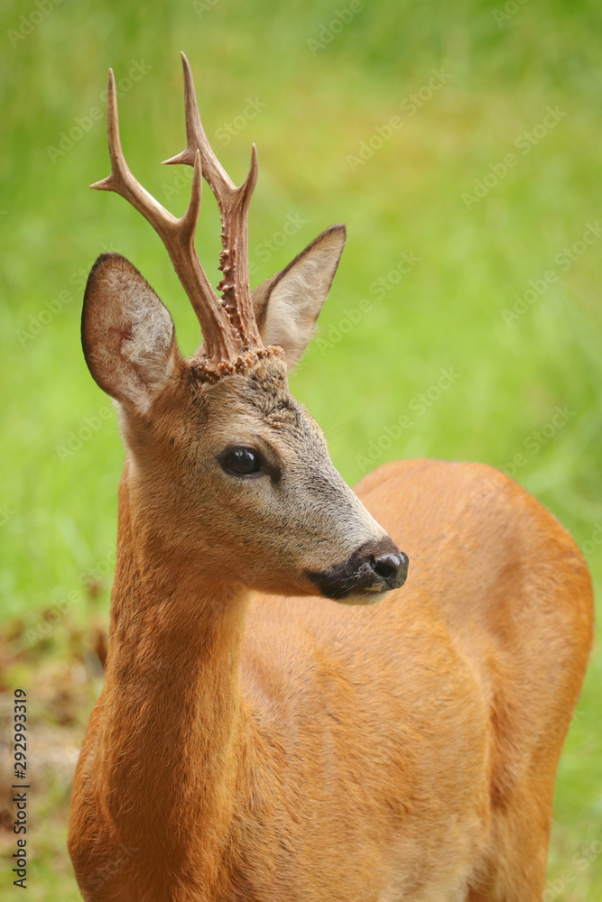 Portrait of European roe deer buck (Capreolus capreolus) on green blurred background. Wildlife scene from the nature habitat. Bavarian forest, Germany. Portrait of European roe deer buck (Capreolus capreolus) on green blurred background. Wildlife scene from the nature habitat. Bavarian forest, Germany.