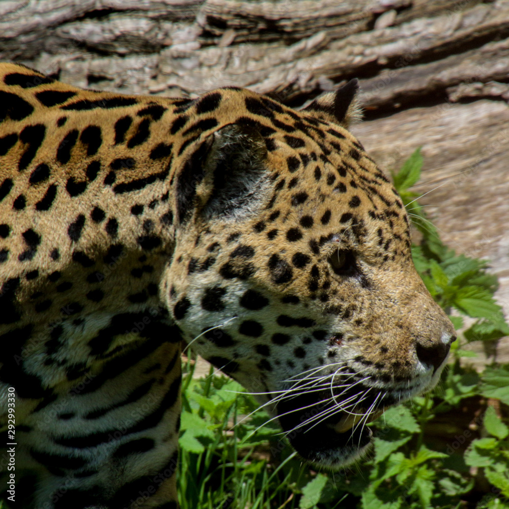 jaguar in the zoo