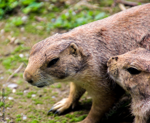 young kangaroo in the zoo