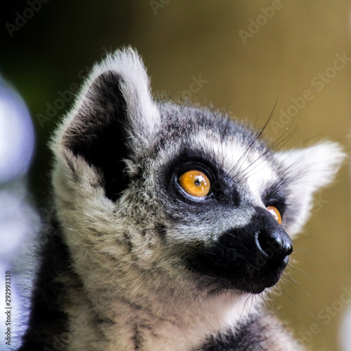 ring tailed lemur