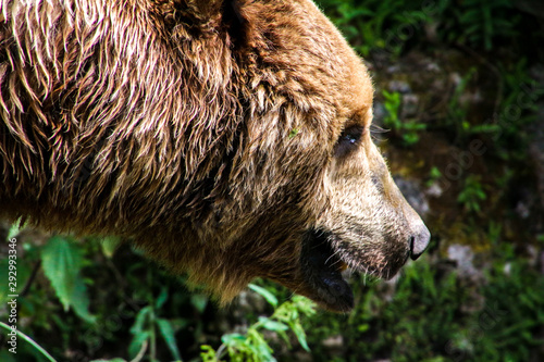 brown bear in zoo