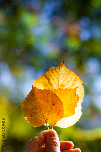 Gelbe Herbstbl  tter im Sonnenlicht. Yellow autumn leaves and bokeh background.
