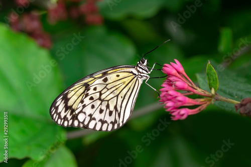  Large tree nymph butterfly, black and white tropical butterfly © blackdiamond67