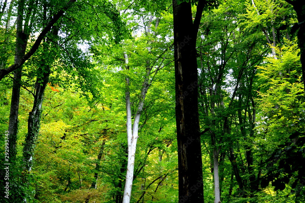 Typical landscape in the forests of Transylvania, Romania. Green landscape in the midsummer, in a sunny day