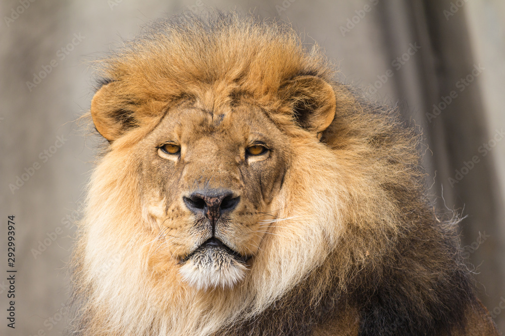 Lion in deep gaze Lion in deep gaze
