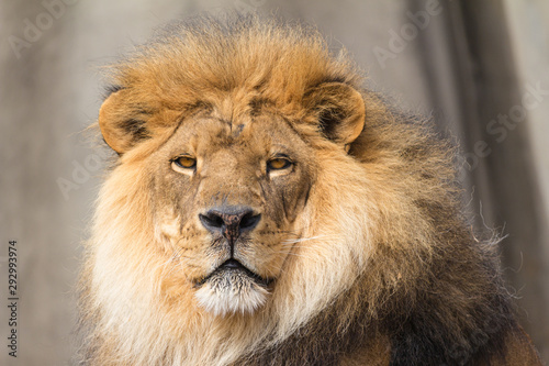 Lion in deep gaze 