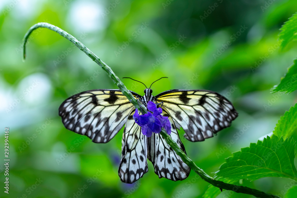 Large tree nymph butterfly, black and white tropical butterfly Large tree nymph butterfly, black and white tropical butterfly