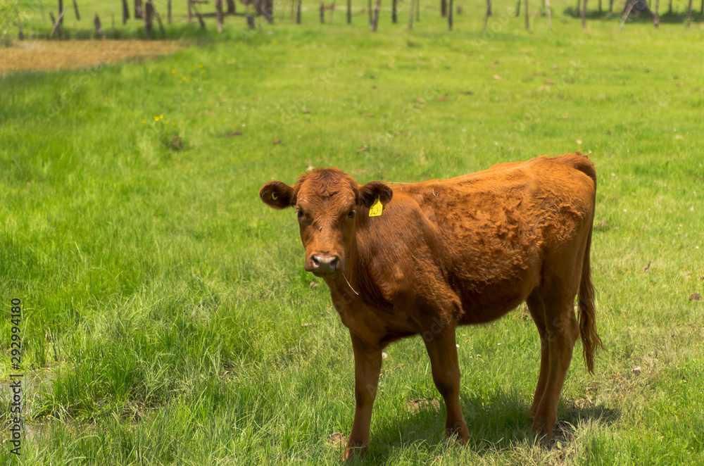 Vacas en Chihuahua ganado bovino