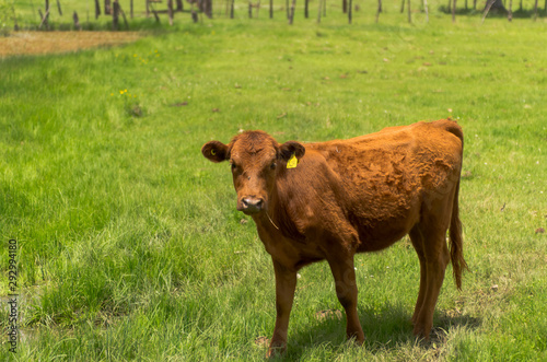 Obraz na płótnie Vacas en Chihuahua ganado bovino w salonie