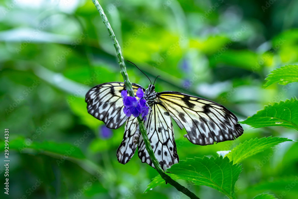Large tree nymph butterfly, black and white tropical butterfly Large tree nymph butterfly, black and white tropical butterfly