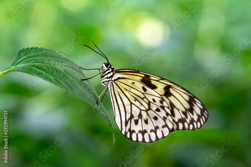  Large tree nymph butterfly, black and white tropical butterfly © blackdiamond67