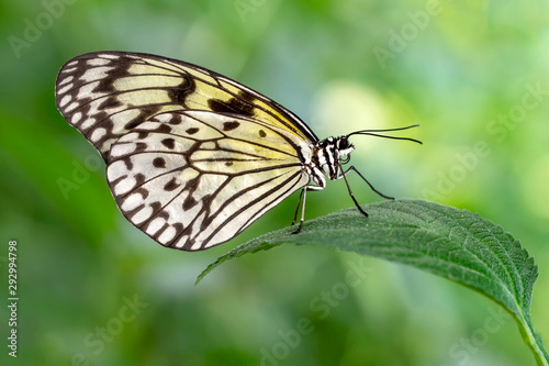  Large tree nymph butterfly, black and white tropical butterfly