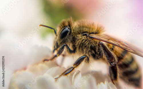 Honey bee and autumn chrysanthemum flowers. Autumn honey