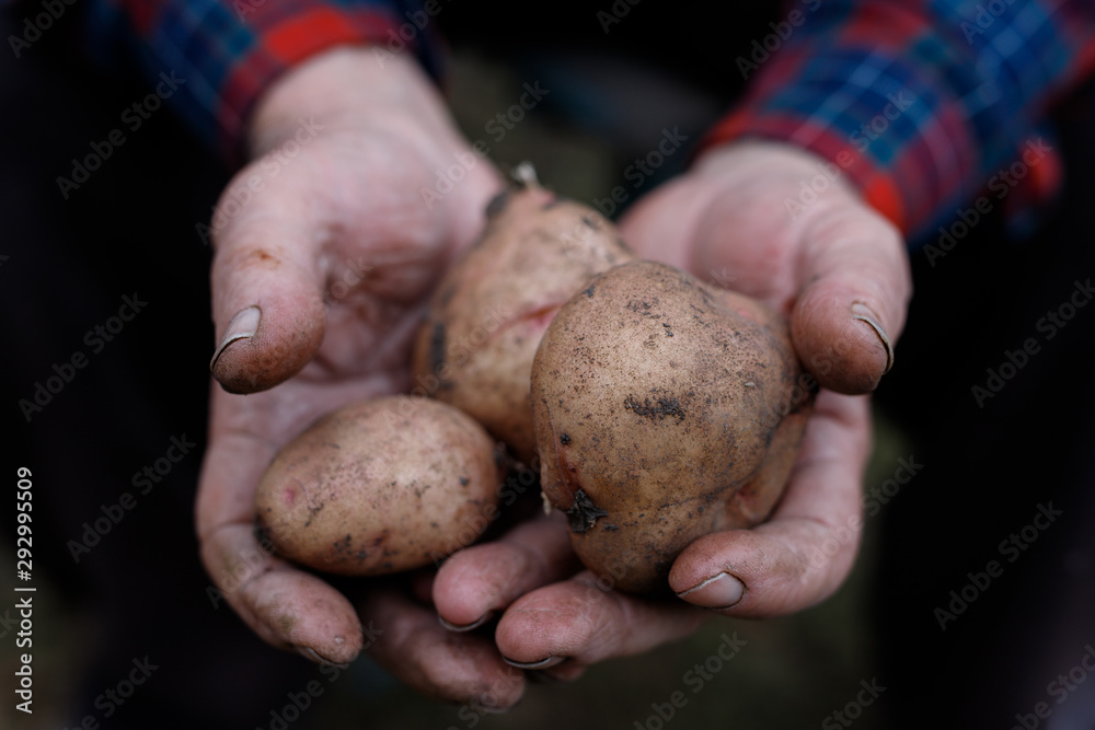 Fresh potatoes in farmer's hands. Handful of potatoes in the wrinkled hands of an elderly person. Gardening season. Organic vegetables. Fresh potatoes in farmer's hands. Handful of potatoes in the wrinkled hands of an elderly person. Gardening season. Organic vegetables.