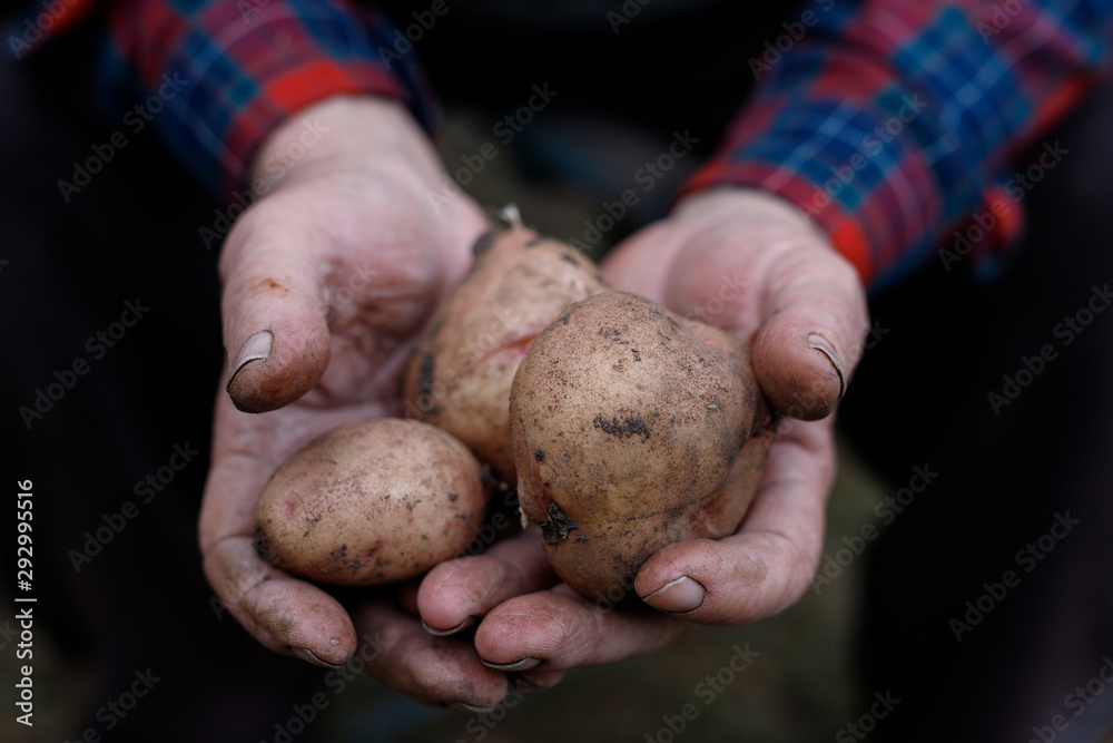 Fresh potatoes in farmer's hands. Handful of potatoes in the wrinkled hands of an elderly person. Gardening season. Organic vegetables. Fresh potatoes in farmer's hands. Handful of potatoes in the wrinkled hands of an elderly person. Gardening season. Organic vegetables.