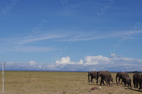 Wild elephants walking towards the horizon in Kenya