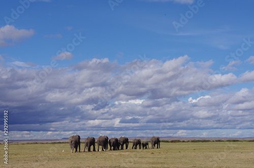 Wild elephant family walking in line