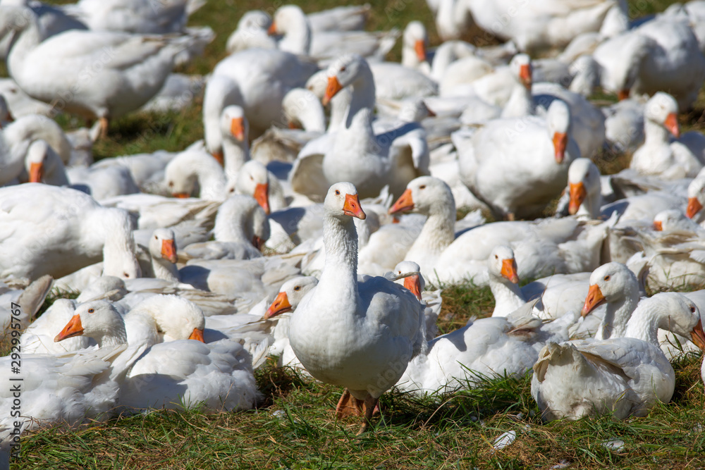 Obraz premium A flock of white geese in the meadow