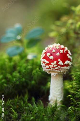 Fly agaric in the autumn forest.