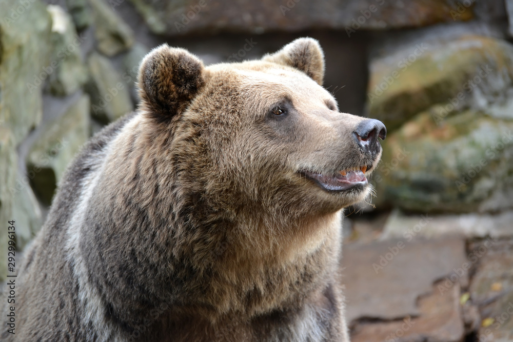 Portrait of brown bear (Ursus arctos Linnaeus) at the zoo Portrait of brown bear (Ursus arctos Linnaeus) at the zoo